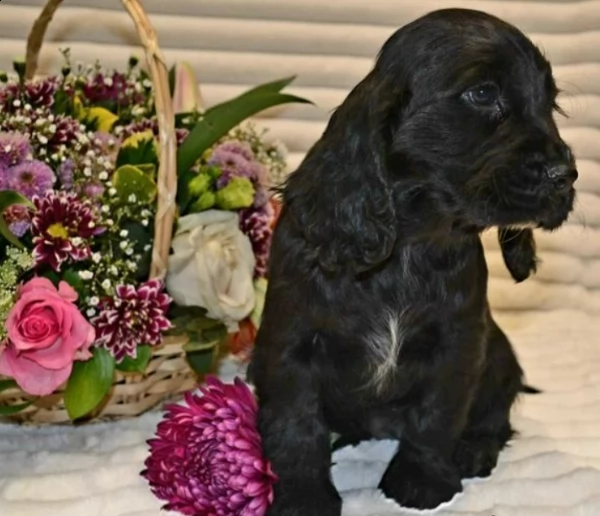 kc reg salute testato cuccioli di cocker spaniel funzionanti | Foto 1