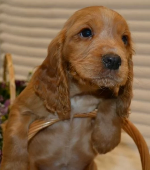 kc reg salute testato cuccioli di cocker spaniel funzionanti | Foto 0