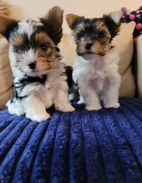 vendo cuccioli di yorkshire terrier