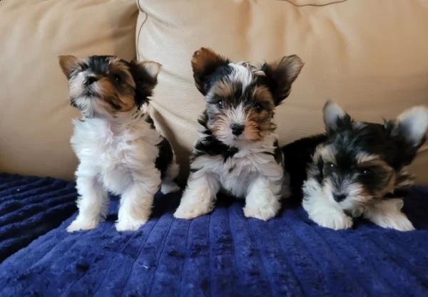 vendo cuccioli di yorkshire terrier | Foto 1
