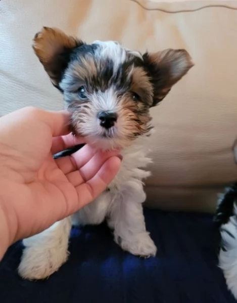 vendo cuccioli di yorkshire terrier | Foto 0