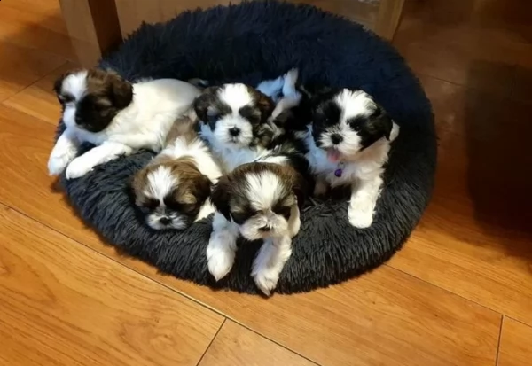 vendo cuccioli di shih tzu