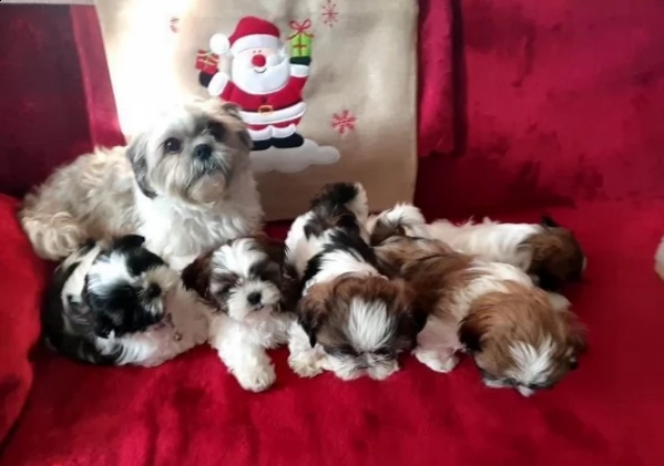vendo cuccioli di shih tzu | Foto 0