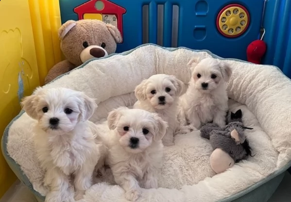 splendidi cuccioli kc pure maltese | Foto 2