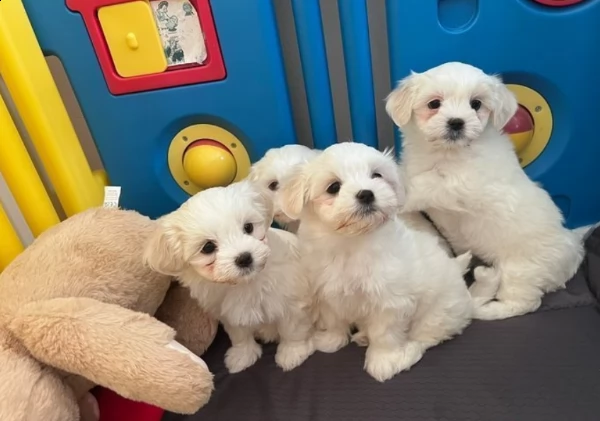 splendidi cuccioli kc pure maltese | Foto 1