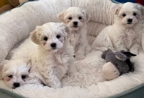 splendidi cuccioli kc pure maltese