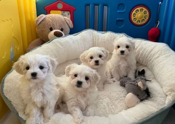 splendidi cuccioli kc pure maltese | Foto 0
