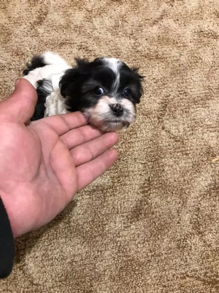 due cucciole bichon havanez di 6 settimane  | Foto 5