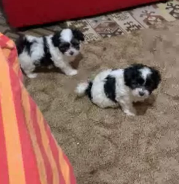due cucciole bichon havanez di 6 settimane  | Foto 4