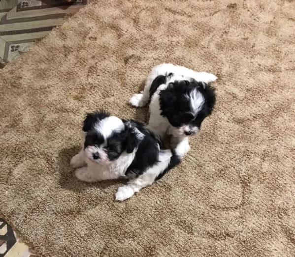 due cucciole bichon havanez di 6 settimane  | Foto 3