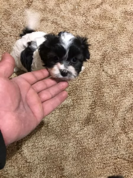 due cucciole bichon havanez di 6 settimane  | Foto 1