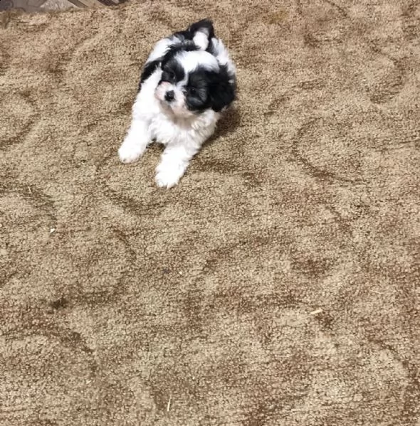 due cucciole bichon havanez di 6 settimane 