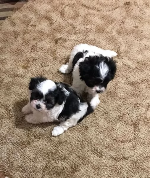 due cucciole bichon havanez di 6 settimane  | Foto 0