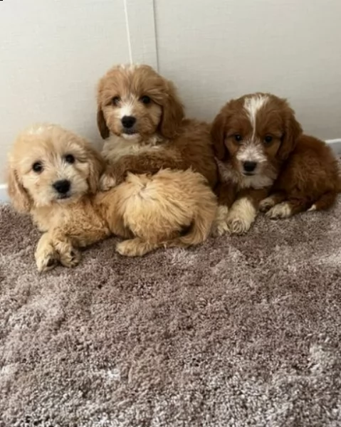 bella cucciolata di cuccioli di cockapoos in vendita | Foto 1