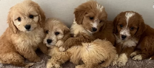 bella cucciolata di cuccioli di cockapoos in vendita | Foto 0