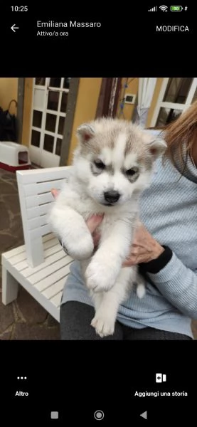disponibili alla vendita 3 cuccioli di siberian husky puri  | Foto 0