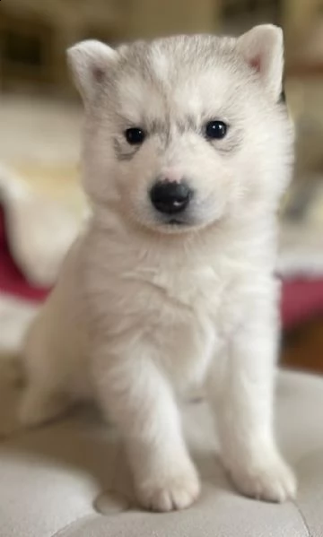 disponibili alla vendita 3 cuccioli di siberian husky puri 