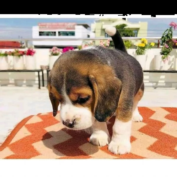 greta  cagna beagle cucciola tricolore  vuole traslocare adesso
