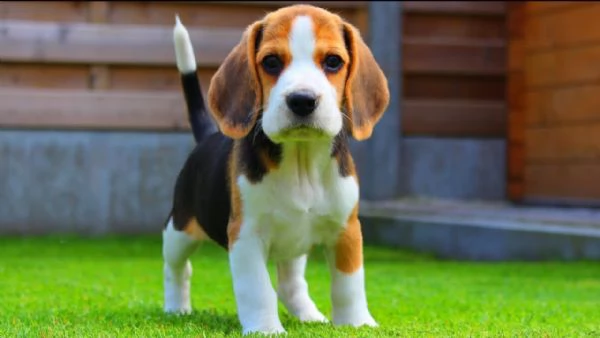 greta  cagna beagle cucciola tricolore  vuole traslocare adesso | Foto 0