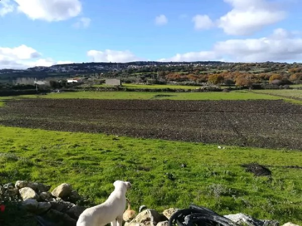 vendiamo tutti i tipi di pollo, tacchino, anatra e cane di diverse razze  | Foto 5