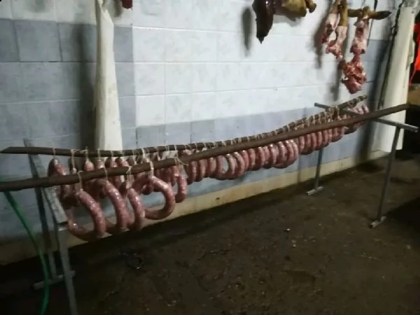 vendiamo tutti i tipi di pollo, tacchino, anatra e cane di diverse razze  | Foto 4