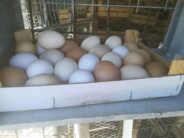 vendiamo tutti i tipi di pollo, tacchino, anatra e cane di diverse razze  | Foto 3