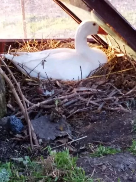 vendiamo tutti i tipi di pollo, tacchino, anatra e cane di diverse razze  | Foto 2