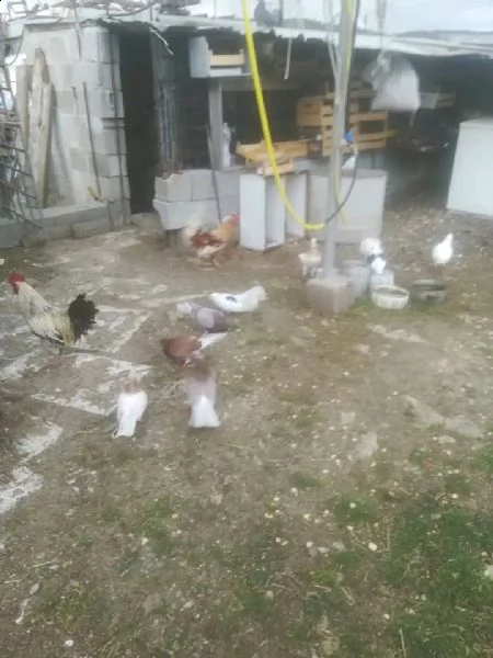 vendiamo tutti i tipi di pollo, tacchino, anatra e cane di diverse razze  | Foto 1