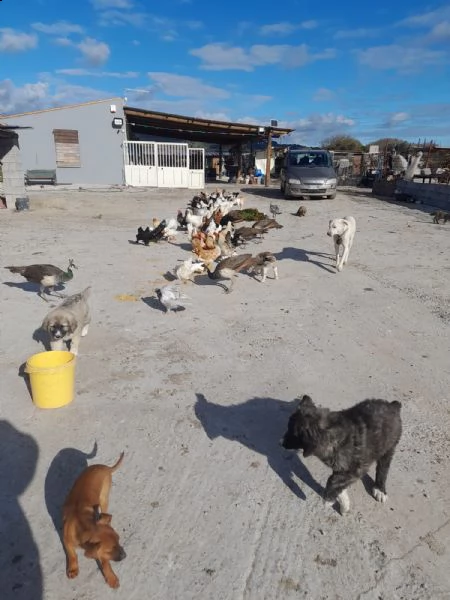 vendiamo tutti i tipi di pollo, tacchino, anatra e cane di diverse razze 