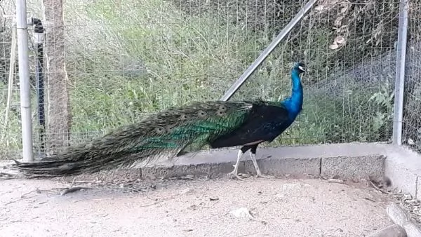 vendiamo tutti i tipi di pollo, tacchino, anatra e cane di diverse razze  | Foto 0