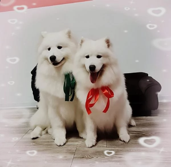 cuccioli samoiedo 