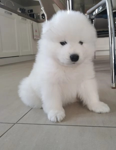 cuccioli samoiedo  | Foto 1