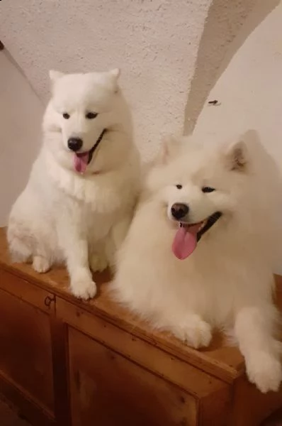 cuccioli samoiedo  | Foto 0