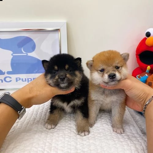 regalo cuccioli shiba inu 