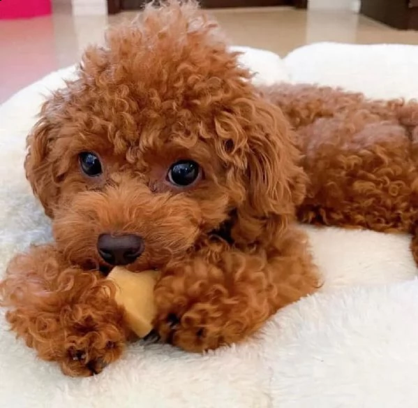 cuccioli di cane barboncino toy