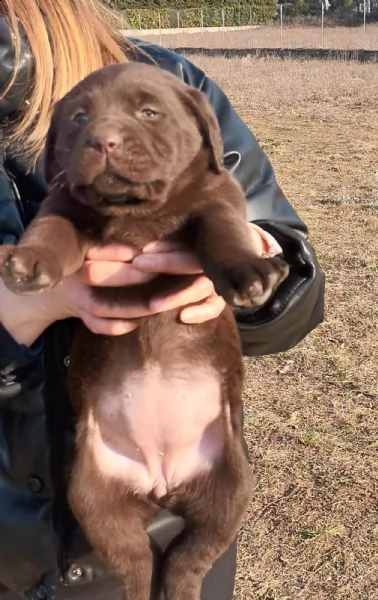 cuccioli labrador 