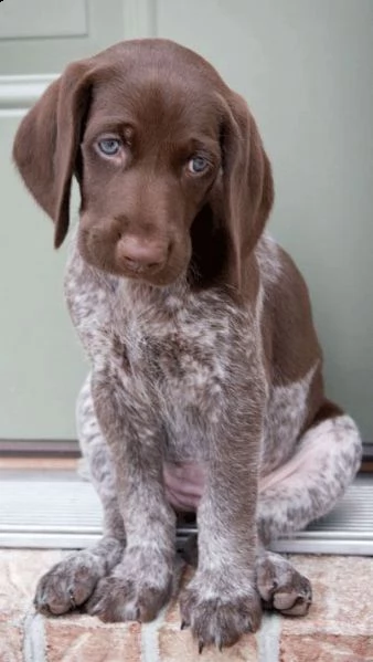 pointer