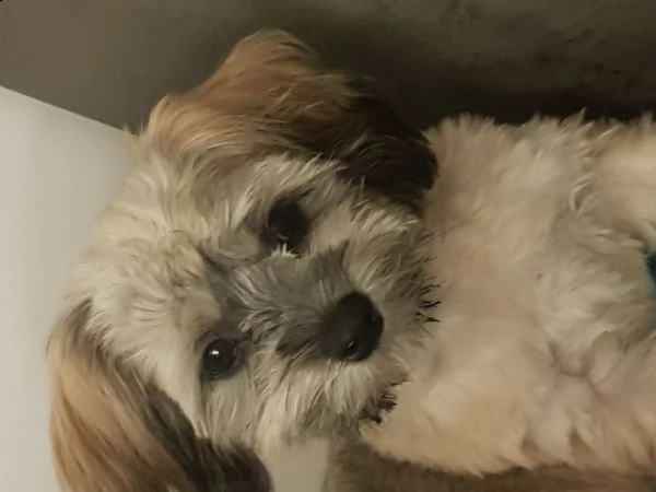 maltipoo