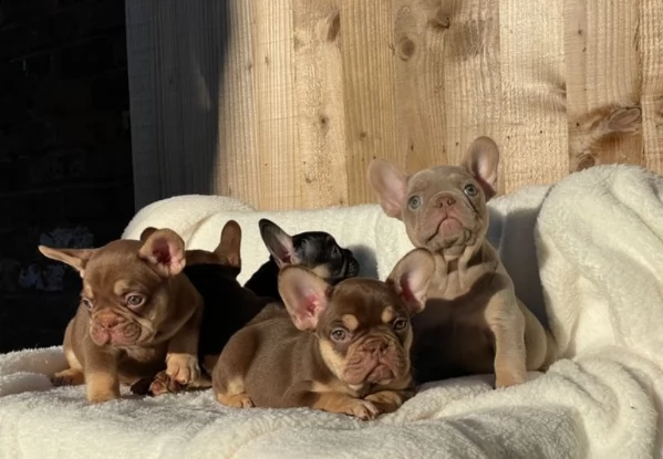 nuova tonalit isabella  tannuova tonalit cioccolato  abbronzatura | Foto 1