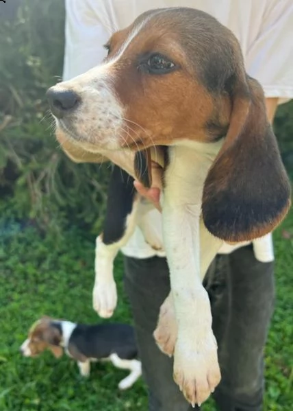 cuccioli beagle inglese 3 mesi | Foto 1