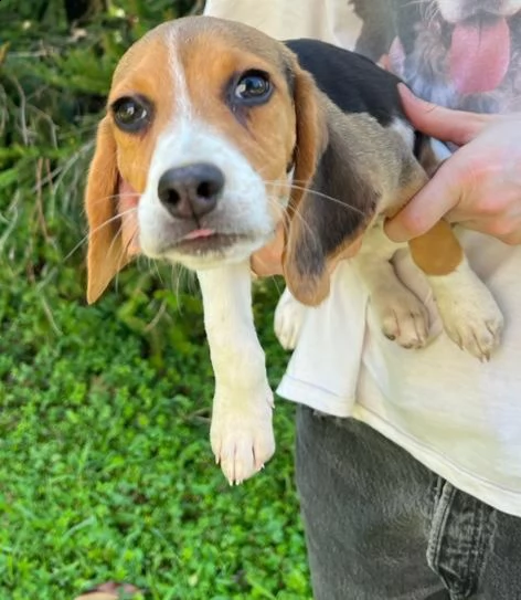 cuccioli beagle inglese 3 mesi | Foto 0