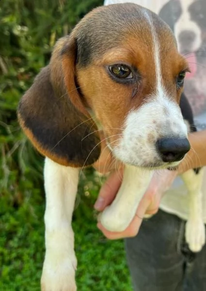 cuccioli beagle inglese 3 mesi