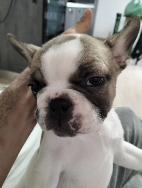 Cucciolo di bulldog francese 