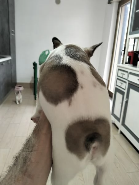 Cucciolo di bulldog francese  | Foto 1