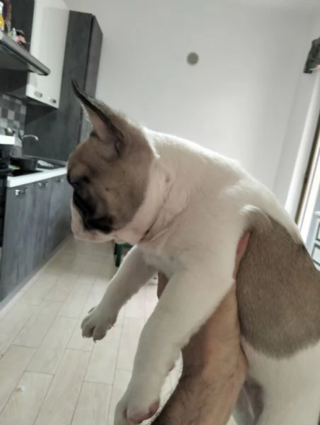 Cucciolo di bulldog francese  | Foto 0