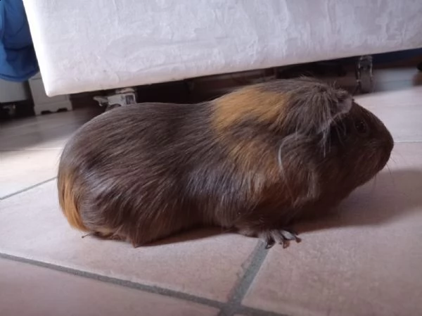 cavie peruviane | Foto 4