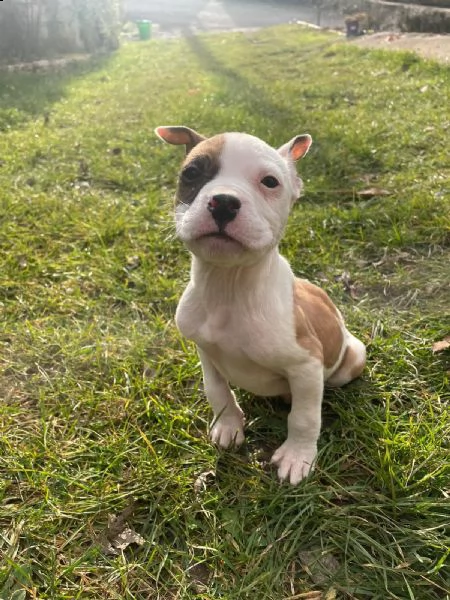cuccioli di amstaff | Foto 3