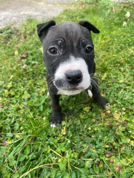 cuccioli di amstaff | Foto 2