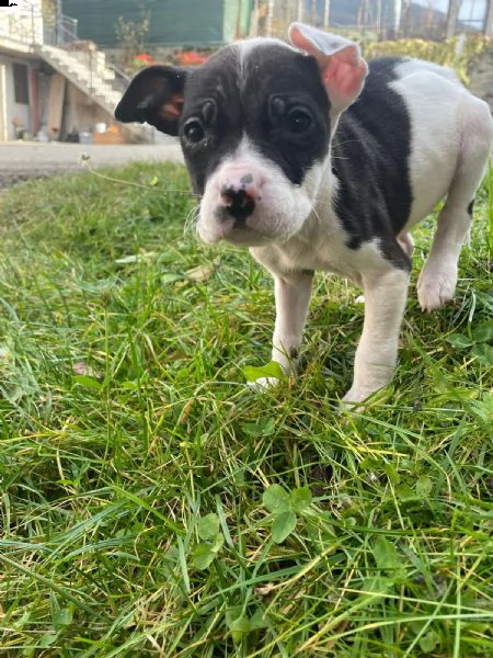 cuccioli di amstaff | Foto 1