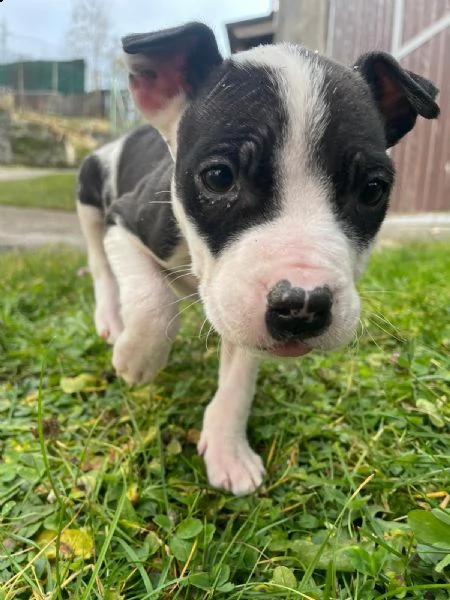 cuccioli di amstaff | Foto 0